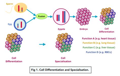 Introduction to Cells - Cell Differentiation (GCSE Biology) - Study Mind