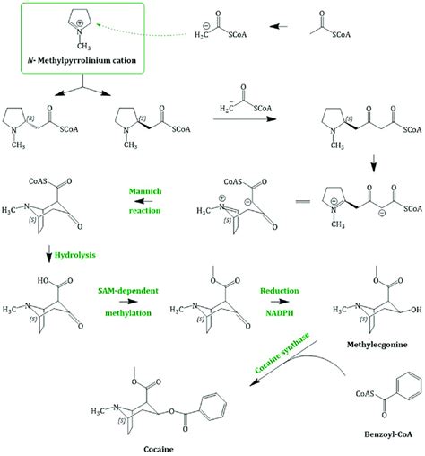 Cocaine biosynthesis, starting with the intermediate N-methyl-Δ ...