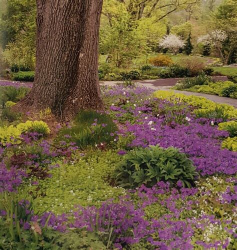 Ground cover under tree in front yard. | Plants under trees, Ground cover plants, Garden ideas ...