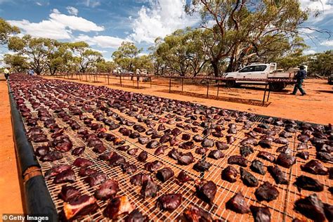 Farmer loses her Meremma sheepdogs to 1080 poison in baiting in Queensland | Daily Mail Online