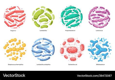 Lactobacillus Bulgaricus Vector Illustration Good Bacteria | The Best Porn Website