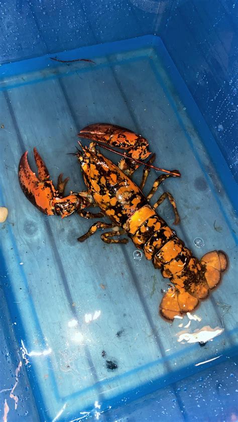 1 in 30 million calico lobster my fiance caught offshore in mtk today : r/ThatsInsane