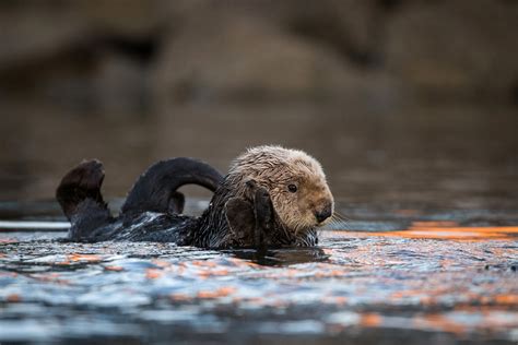 Sea Otter Clap | Sean Crane Photography