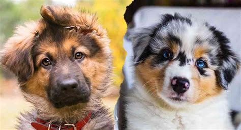 Australian Shepherd vs German Shepherd Dog Breed Comparison