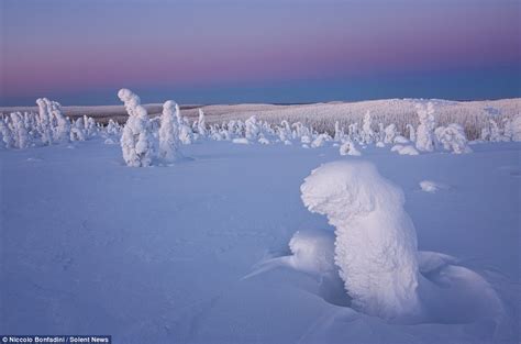 Arvind's: Amazing Photos Of Arctic Circle Trees