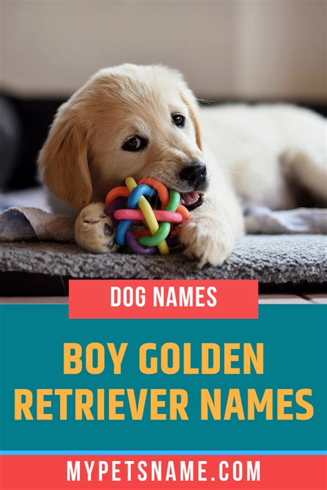 Golden retriever names 101 best cute names – Artofit