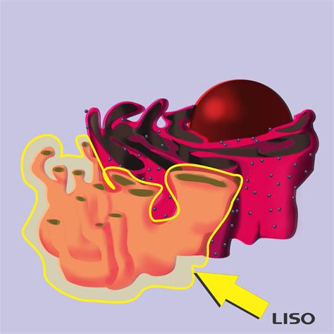 Retículo Endoplasmático Liso - BioLibras