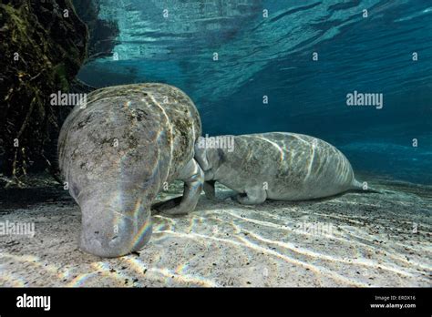 West indian manatee mother calf hi-res stock photography and images - Alamy