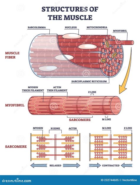 Structures Of Muscle With Fiber, Myofibril And Sarcomere Outline ...