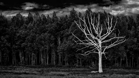 White Forest Black Tree Bleached Wallpaper[1920 Ã - Black Forest Wallpaper 4k - 1920x1080 ...