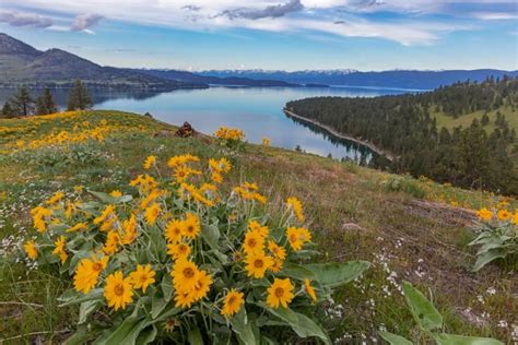 Wild Horse Island State Park, Montana - Discovering Montana