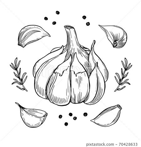 Garlic hand drawn vector illustration set.... - Stock Illustration ...