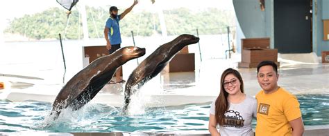 Sea Lion meet and Feed - Ocean Adventure Subic Bay