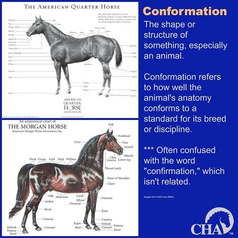 CONFORMATION - The shape or structure of something, especially an animal. Conformation refers to ...