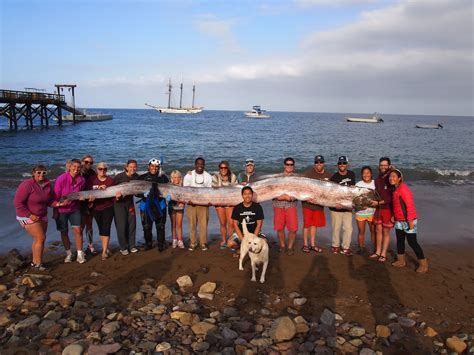 Can Oarfish Predict Earthquakes? | Live Science