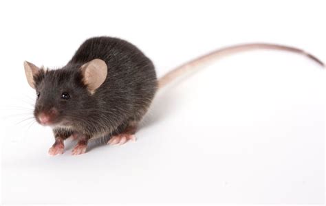 Keeping Mice Out Mouse Proofing Tips