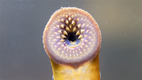 Invasive Blood-Sucking Lampreys Are About To Spawn in Great Lakes