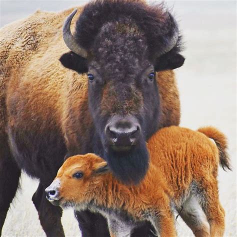 Adorable Baby Bison at Custer Park