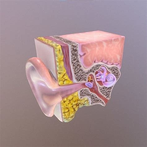 3D model Human Ear Cross Section Anatomy VR / AR / low-poly | CGTrader