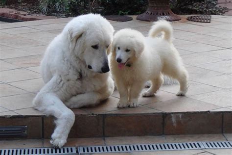 Kuvasz Dog - Cute Puppy Pictures and Adult images