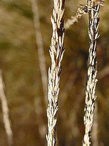 Muhlenbergia rigens, Deer grass in Victoria Garden, Redding, CA