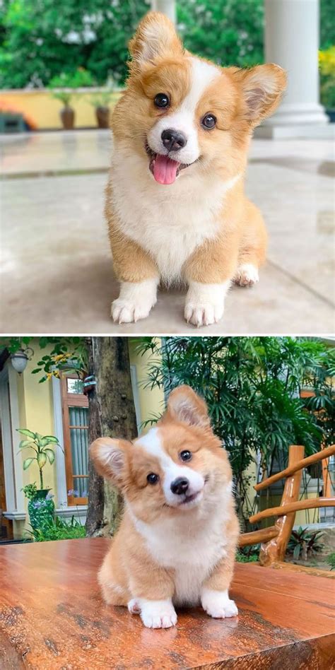 Are Corgis The Cutest Dogs