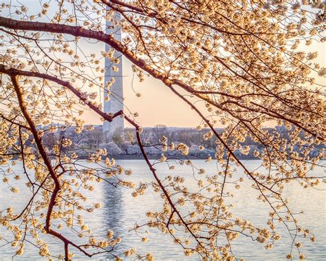 Cherry Blossoms under Morning Sun | Stephen Hung Photography