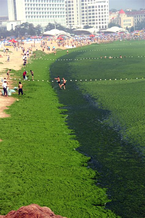 These Disturbing Photos Show Why Algae Blooms Are A Growing Global Water Threat | HuffPost