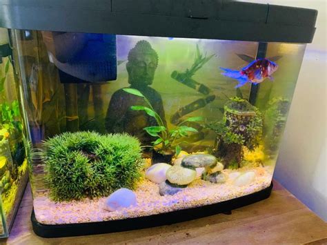 Cold water fish tank & fish | in Southside, Glasgow | Gumtree