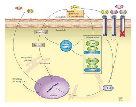 Mechanism of action of anakinra. Both IL-1α and IL-1β act through IL-1... | Download Scientific ...