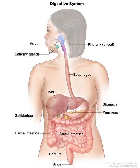 Human stomach liver gallbladder pancreas and duodenum model Anatomy of ...