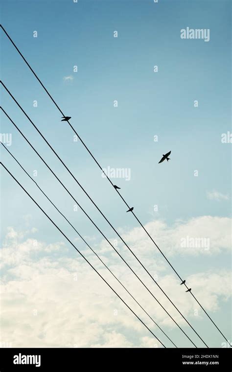 bird, power line, birds, power lines Stock Photo - Alamy