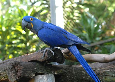 Arara Azul Pequena - Ache Tudo e Região