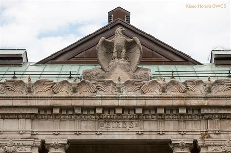 Eagle Sculptures at the Bronx Zoo (And Beyond), Part 1 | WCS Archives Blog