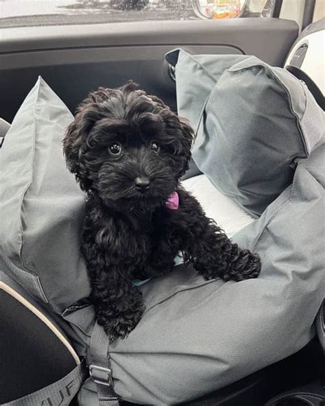 Black Maltipoo | Is A Black Maltipoo Rare?