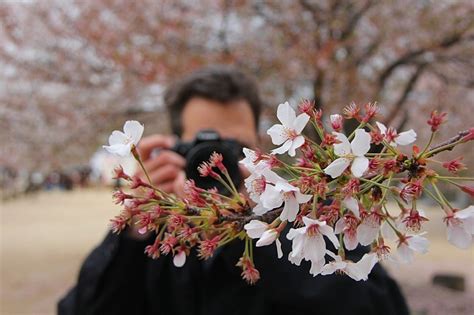 Sean's Japan Travel Journal: Cherry Blossom Report: Matsuyama