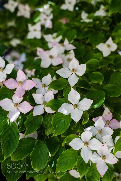 Cornus nuttallii by sunnycrow | Plants, Beautiful, Amazing