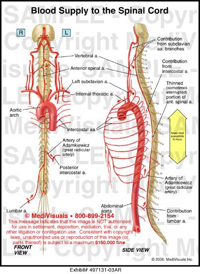 Blood Supply to the Spinal Cord Medical Illustration Medivisuals