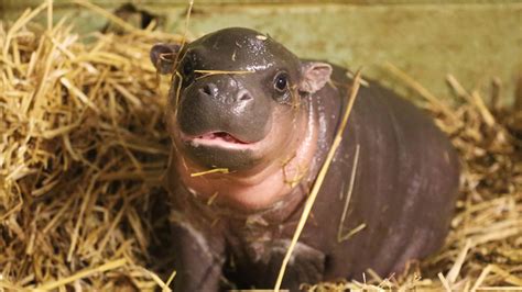 Pygmy Hippo With Cancer Gives Birth to an Adorable Baby Boy on Boxing ...