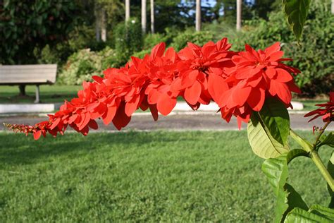 File:The Chaconia Flower, Trinidad (Warszewiczia coccinea).jpg - Wikimedia Commons