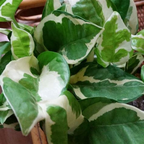 Epipremnum aureum 'Pearls and Jade', Pothos 'Pearls and Jade' in GardenTags plant encyclopedia