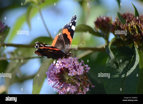 red admiral butterfly Stock Photo - Alamy