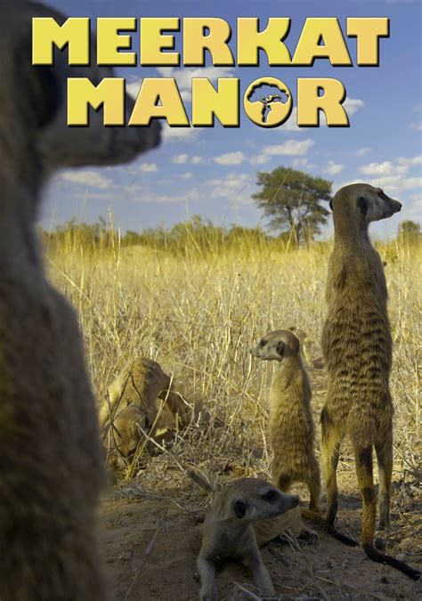 Meerkat Manor (TV Series 2005-2008) - Posters — The Movie Database (TMDB)