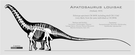 Apatosaurus louisae skeletal reconstruction by SpinoInWonderland on ...