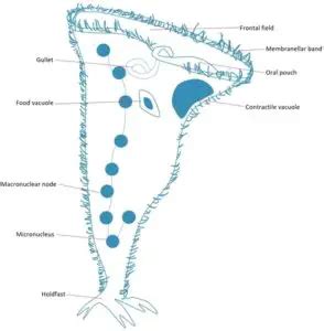 Stentor: Structure, Classification, and Characteristics – Microscope Clarity