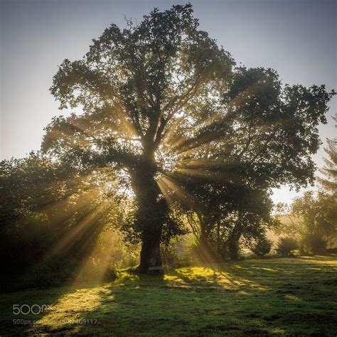 Sunrise tree | Sunrise, Tree, Nature