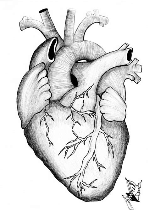 Anatomical Heart