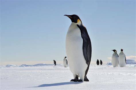 Penguin Images | Free Photos, PNG Stickers, Wallpapers & Backgrounds ...