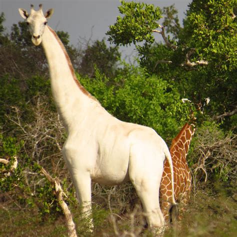 Rare white giraffe with leucism found in Kenya | Nature | News ...