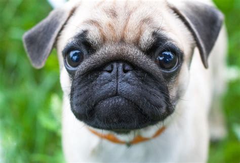 Raças de cachorros – Pug - Cachorro saudável